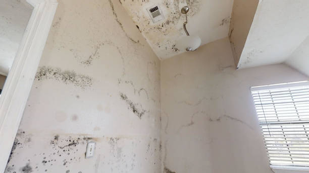 Best Mold Prevention Services  in Sylvania, OH